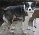 Куче в беда