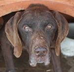 Куче за спасяване