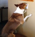 Куче загася осветлението