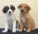 Кученцата за галене