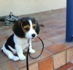 Кученце на разходка