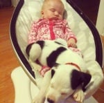 Кученце и питбул са най-сладките най-добри приятели