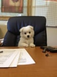 Кученце в офис
