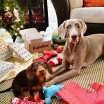 Кученцето Индиана за изненада на Харлоу