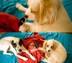 Кучета с малко котенце