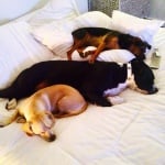 Кучетата на Майли Сайръс