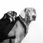 Кучето Харлоу губи своя най-добър приятел Седж