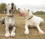 Кучето Лили с кучето Медисън