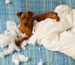 Какво да правите, когато кучето не ви слуша?