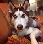 Кучето Рокси