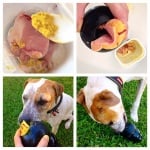 Куркума за кучета