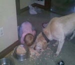 Лабрадор и дете