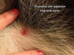Лаймска болест куче