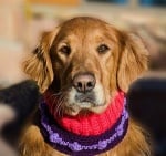 Ларингит при кучето