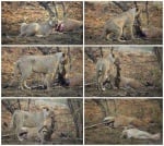 Невиждано - лъвица отказва да изяде кошута, когато разбира, че е бременна