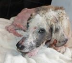 Лечение Калеси