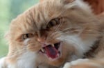 Лечение на котешката агресия