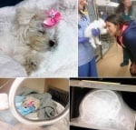 Лечение Снежинка