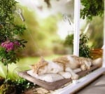 Легло на прозореца за котки