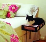 Легло за котка