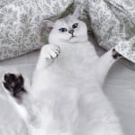 Легнала котка Коби