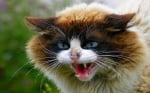 Лекува ли се агресията при котките