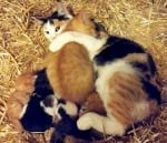 Майчина любов