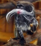 Маймунка се плези