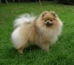 Немски шпиц - малък