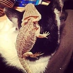 Малка игуана върху котка