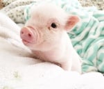 Малко прасенце