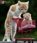 Мама и бебе на разходка