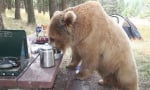 Мечка гризли яде на масата