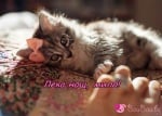 Мило мое котенце!