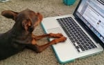 Мини пинчерът Уолтър пред лаптоп