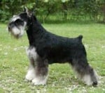 Мини Шнауцер