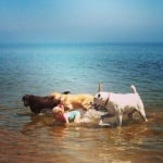 Момиче с кучета