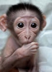 Baby monkey 