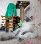 Мързеливко