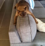 На облегалката на дивана