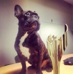 Награден булдог