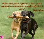 Най - добрите приятели