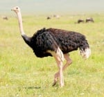 Най - тежката птица в света