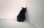 Наказание на котката