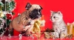 Намалете стреса за домашните любимци по време на празниците по 5 начина