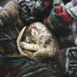 Намерено бебе катеричка