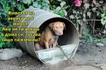 Не вземайте животно, ако не го обичате!