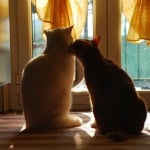 Нежни котки