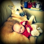 Немска овчарка куче с бебе