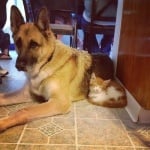 Немска овчарка с котенце